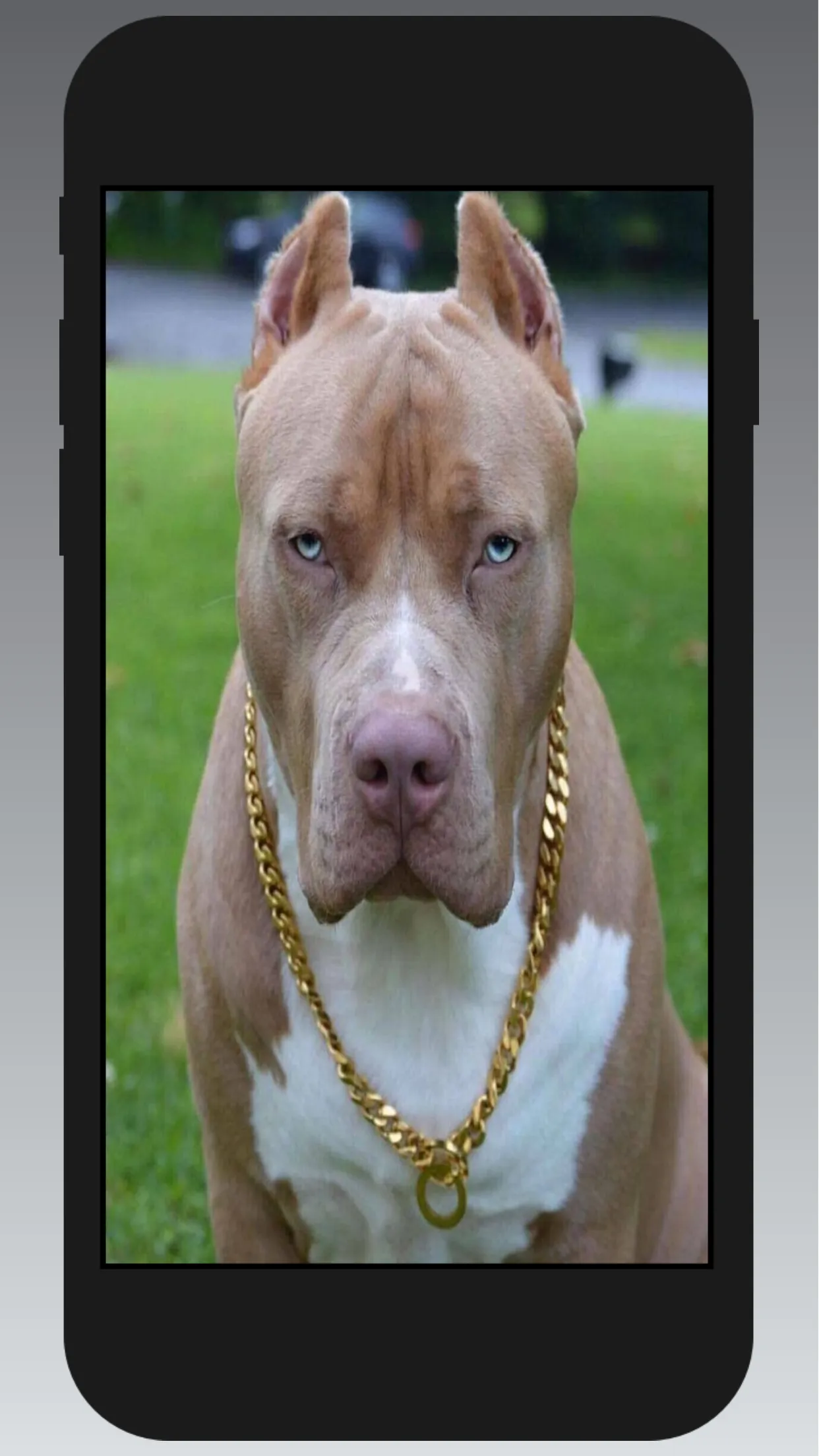 Pitbull Wallpapers | Indus Appstore | Screenshot