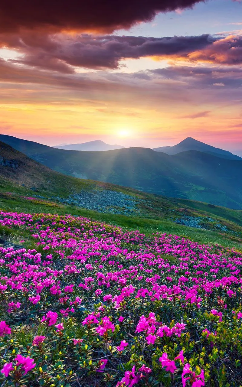 Mountain Flower Live Wallpaper | Indus Appstore | Screenshot