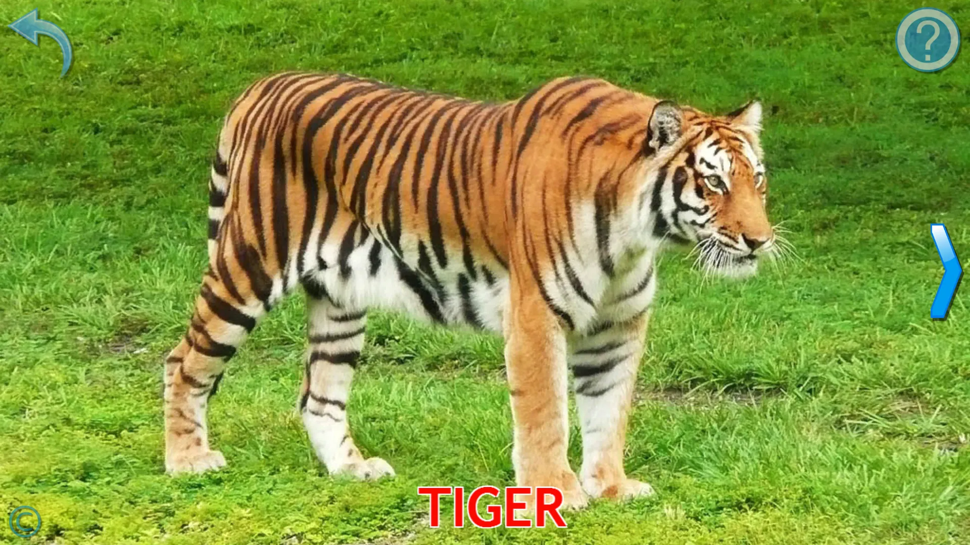 Animals for Kids | Indus Appstore | Screenshot