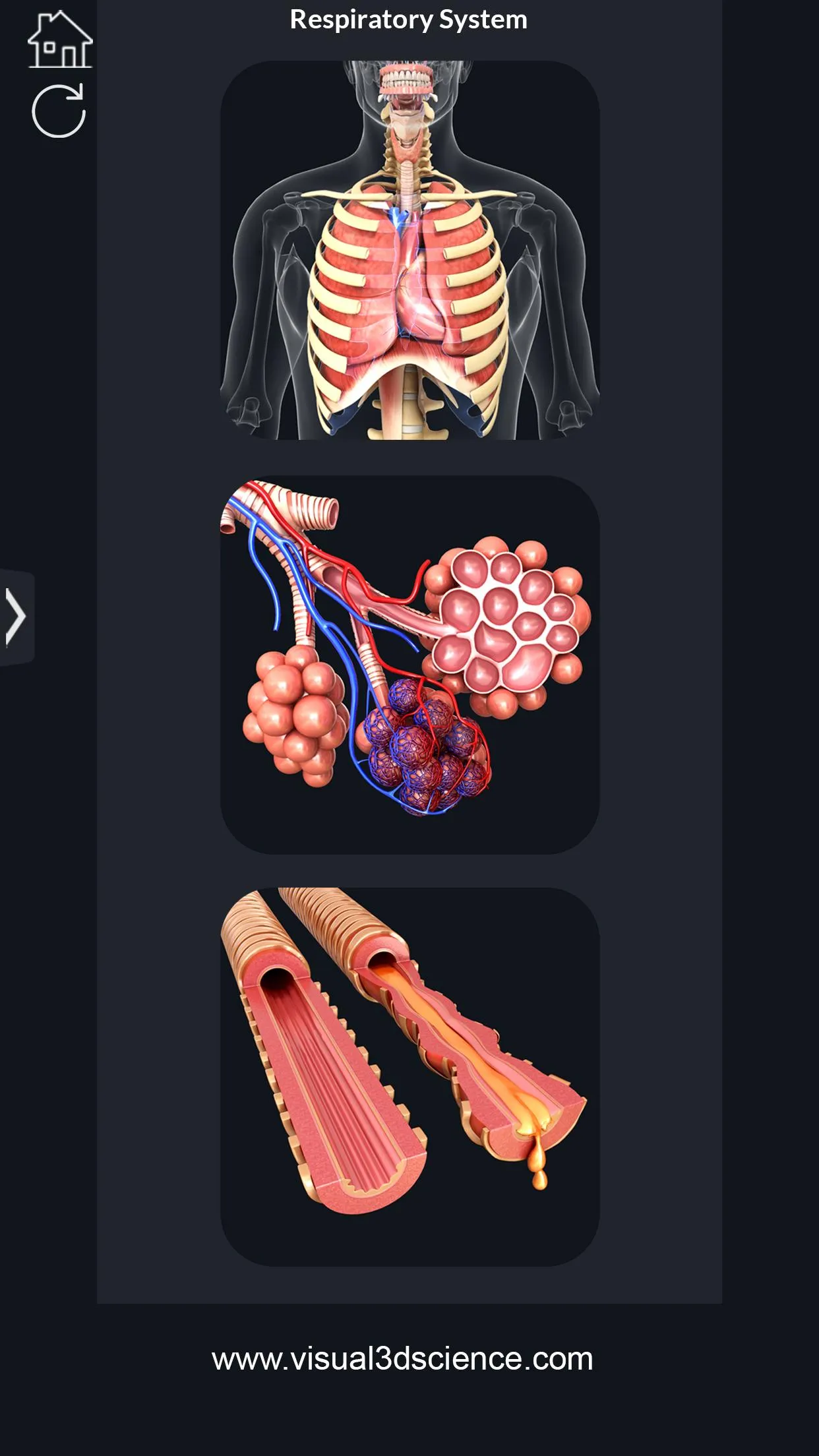 Respiratory System Anatomy | Indus Appstore | Screenshot