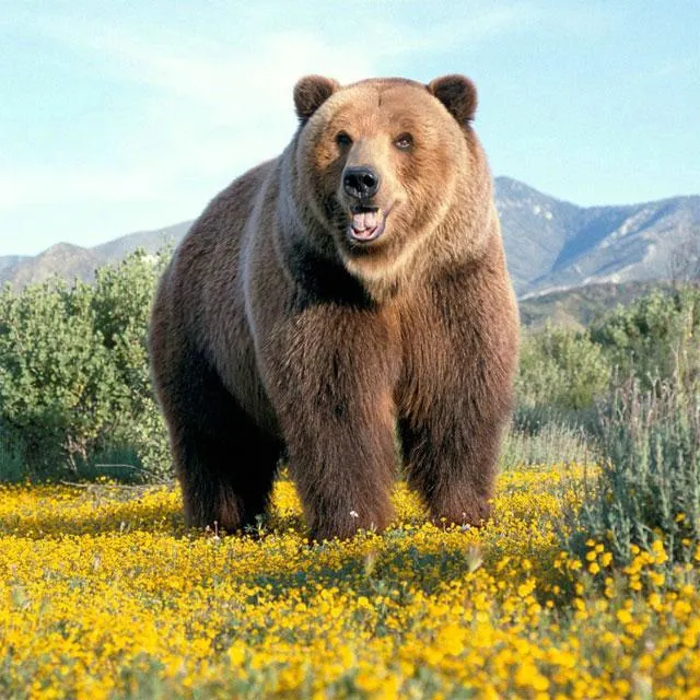 Bears Jigsaw Puzzles | Indus Appstore | Screenshot