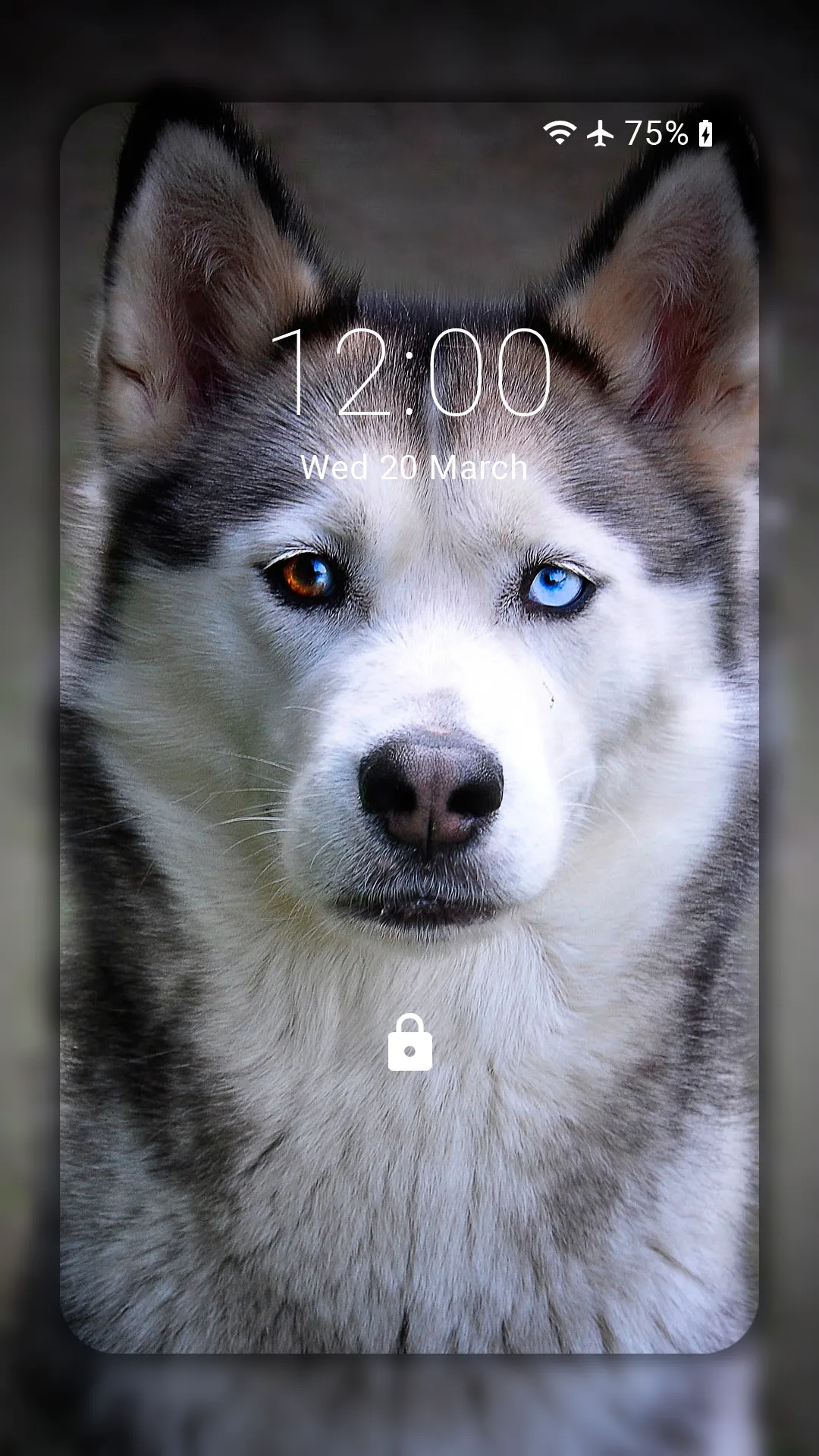 Husky dog Wallpaper HD Themes | Indus Appstore | Screenshot