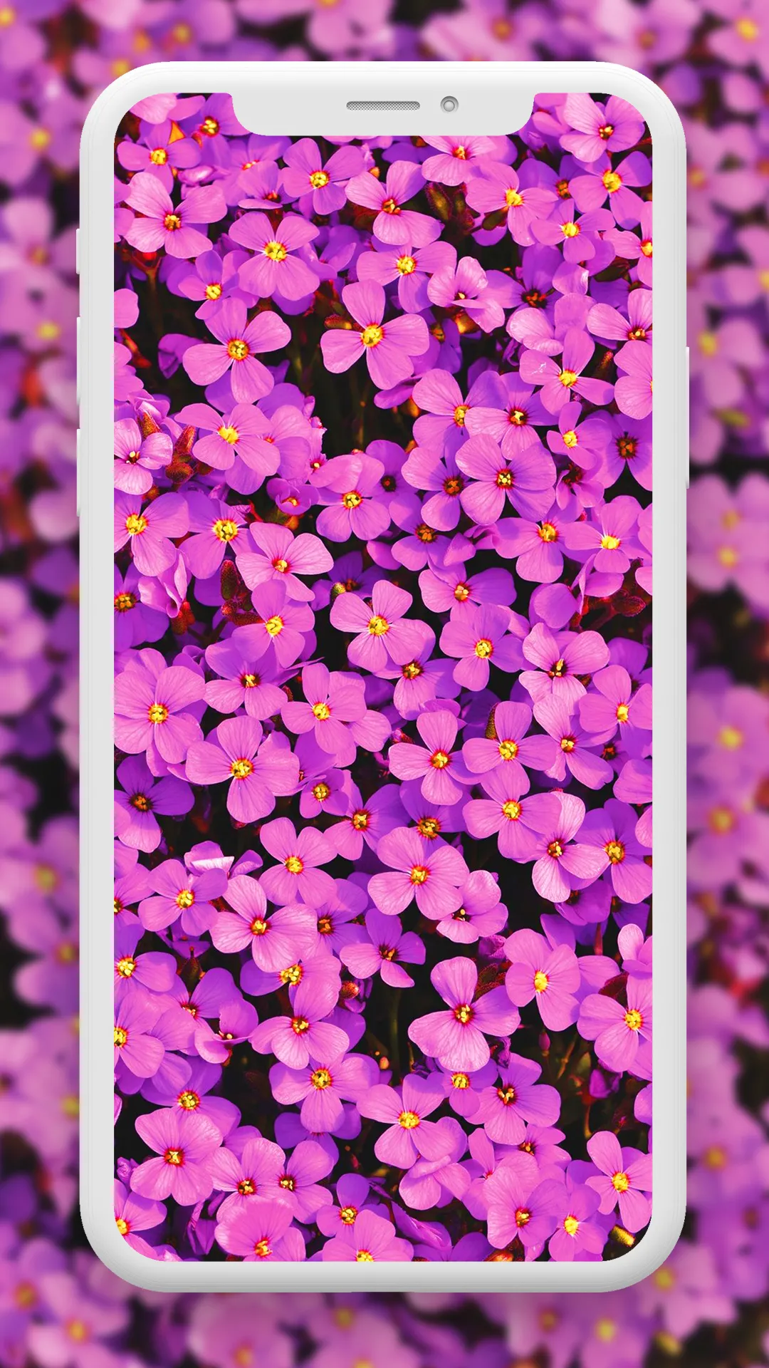 Flower Wallpaper HD – 4k | Indus Appstore | Screenshot