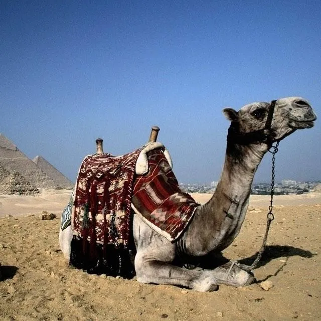 Camels Jigsaw Puzzles | Indus Appstore | Screenshot