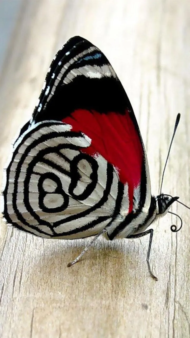 Butterflies Live Wallpaper | Indus Appstore | Screenshot