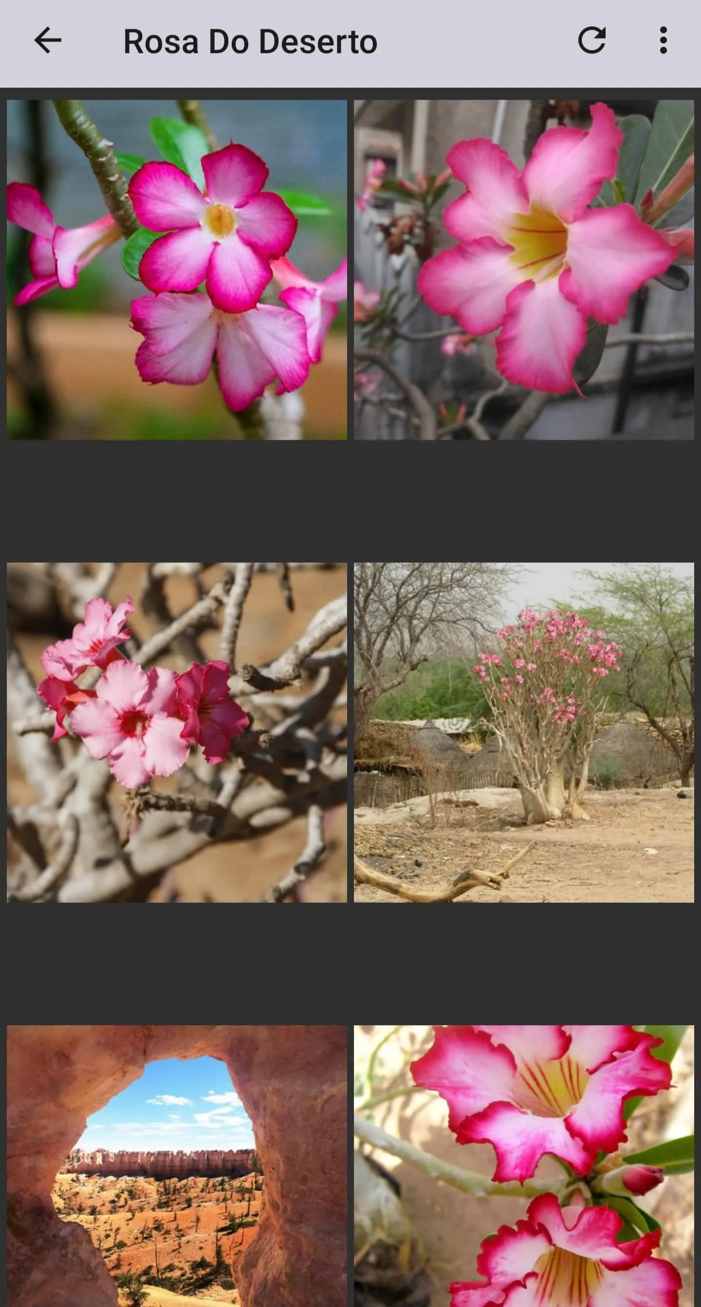 Desert rose | Indus Appstore | Screenshot