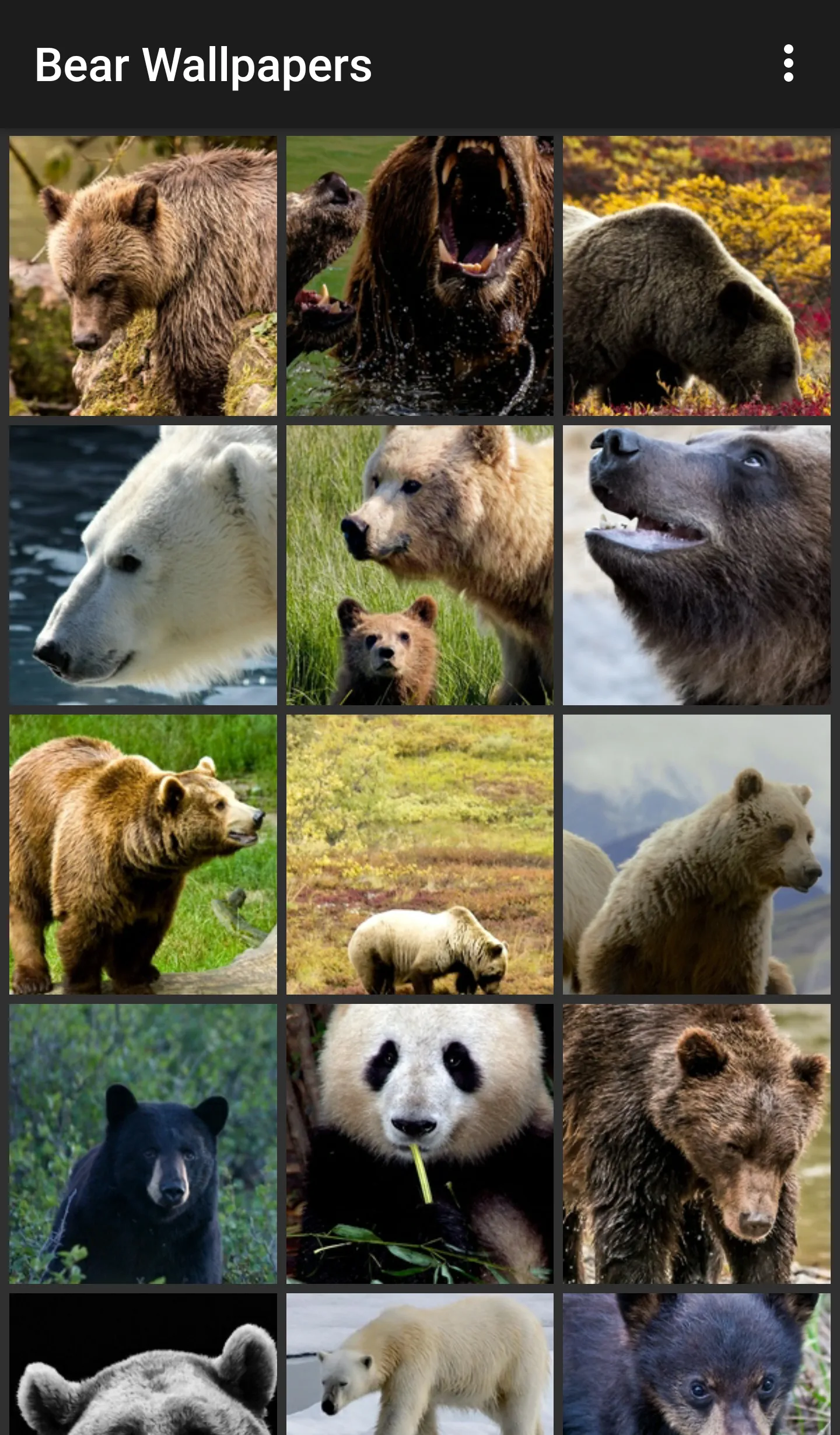 Bear Wallpapers | Indus Appstore | Screenshot