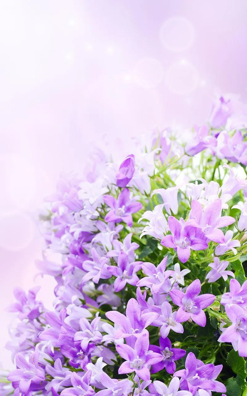 Lilac Flowers Live Wallpaper | Indus Appstore | Screenshot