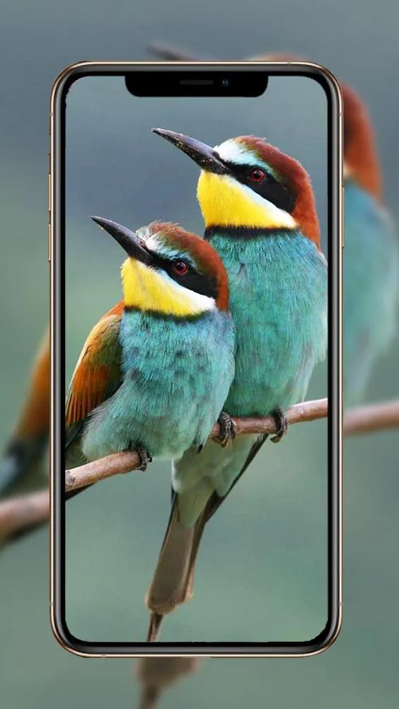 Birds Wallpaper | Indus Appstore | Screenshot