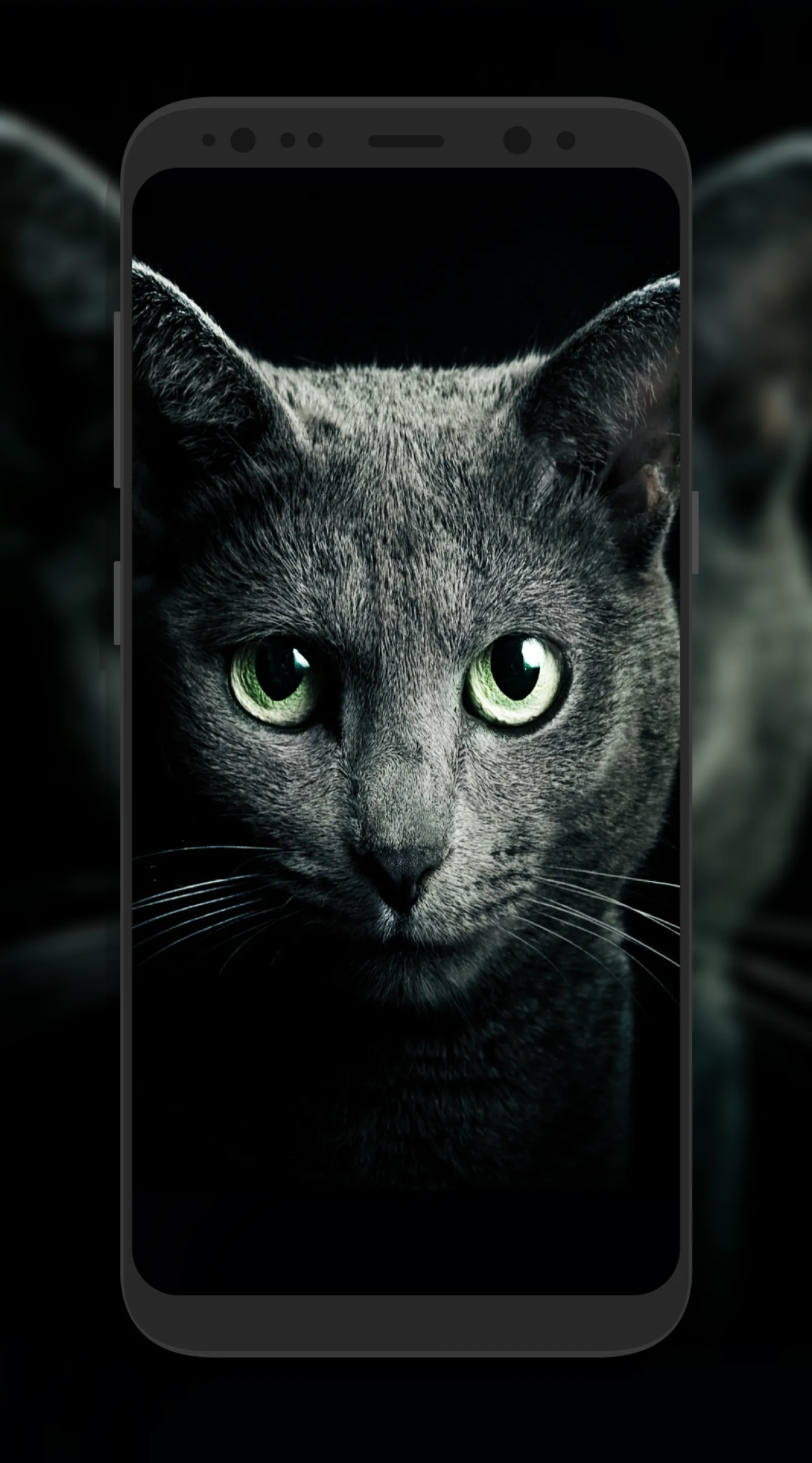 Cute Cat Wallpapers | Indus Appstore | Screenshot