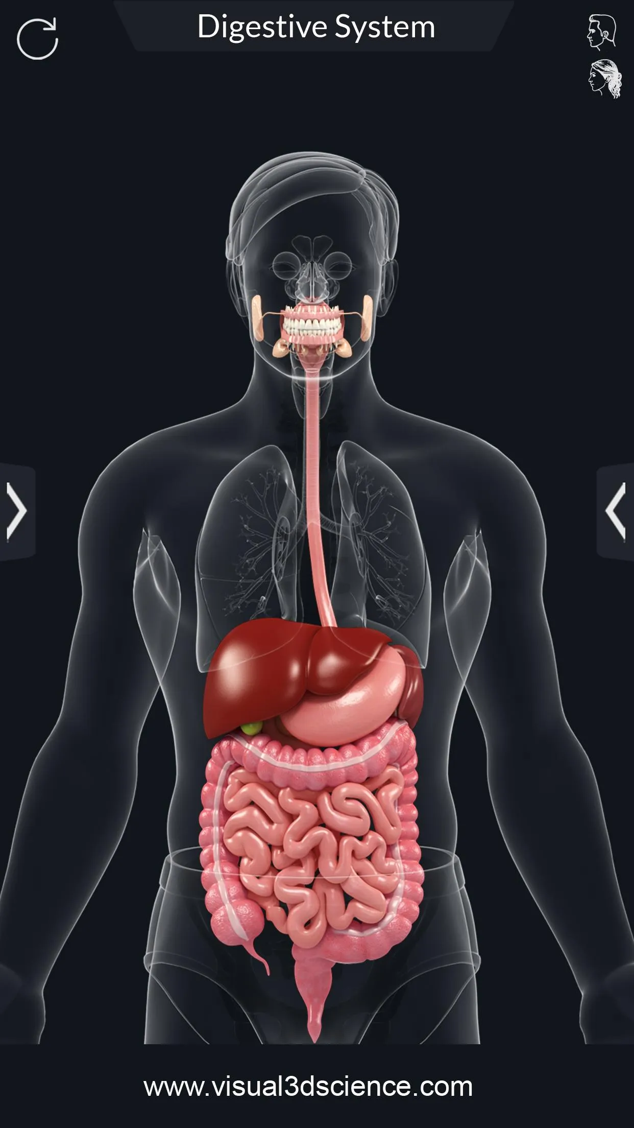 Digestive System | Indus Appstore | Screenshot