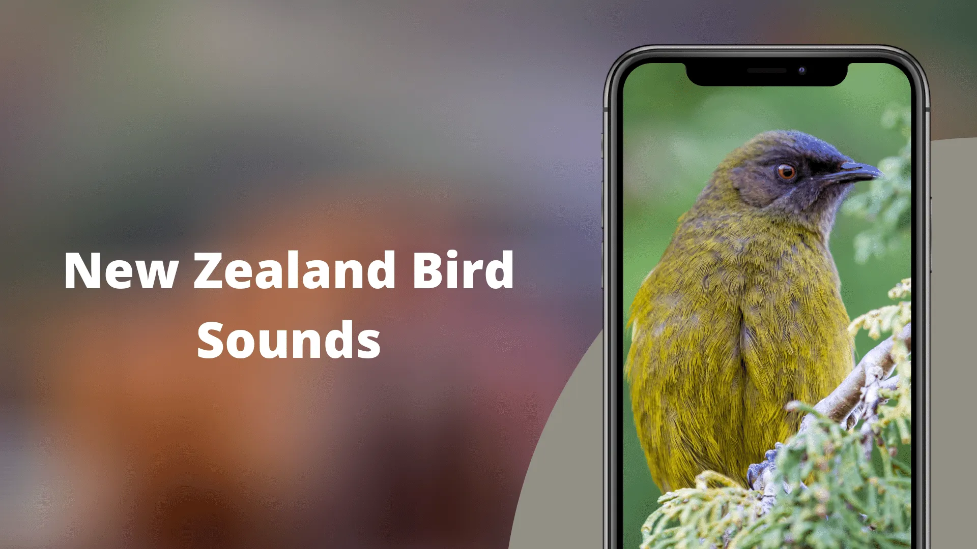 NewZealand Bird Sounds | Indus Appstore | Screenshot