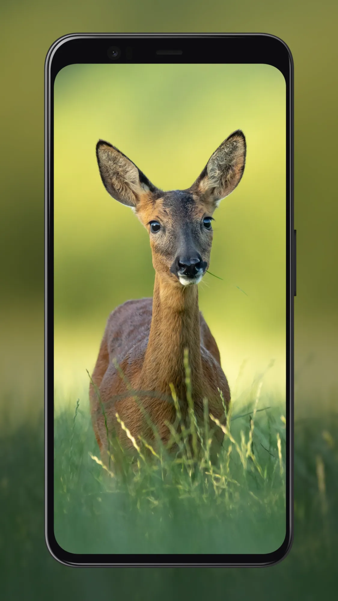 Deer Wallpapers | Indus Appstore | Screenshot