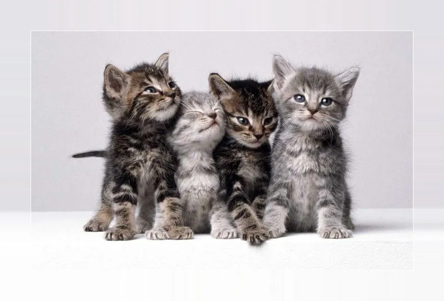 Cute kittens wallpapers | Indus Appstore | Screenshot