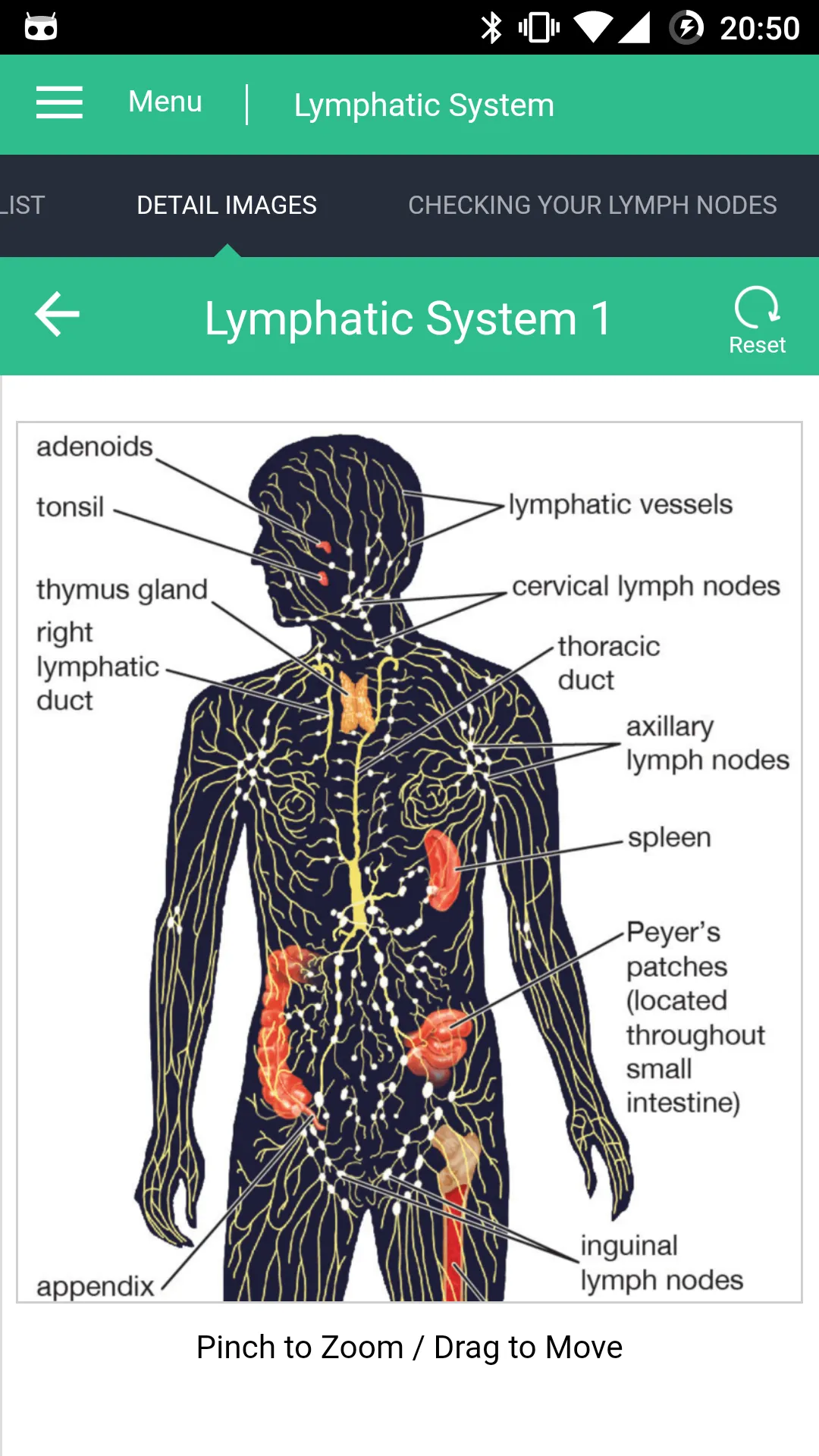 Lymphatic System Reference | Indus Appstore | Screenshot