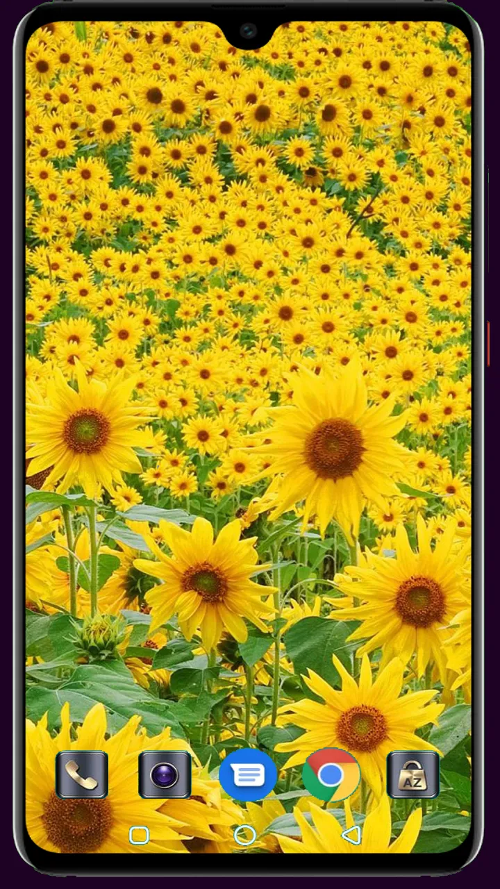 Sunflower Wallpaper | Indus Appstore | Screenshot