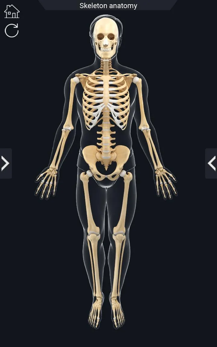 My Skeleton Anatomy | Indus Appstore | Screenshot