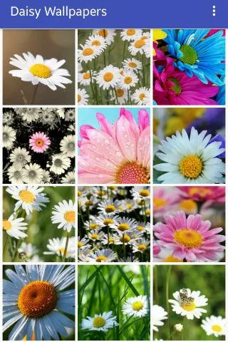 Daisy Wallpapers | Indus Appstore | Screenshot