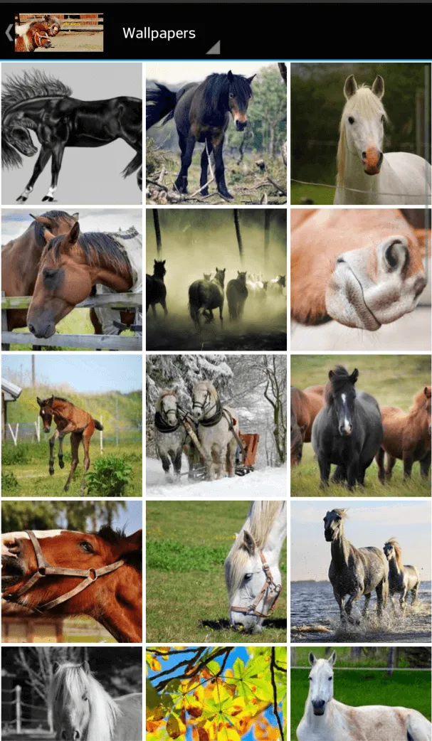 horse pictures | Indus Appstore | Screenshot