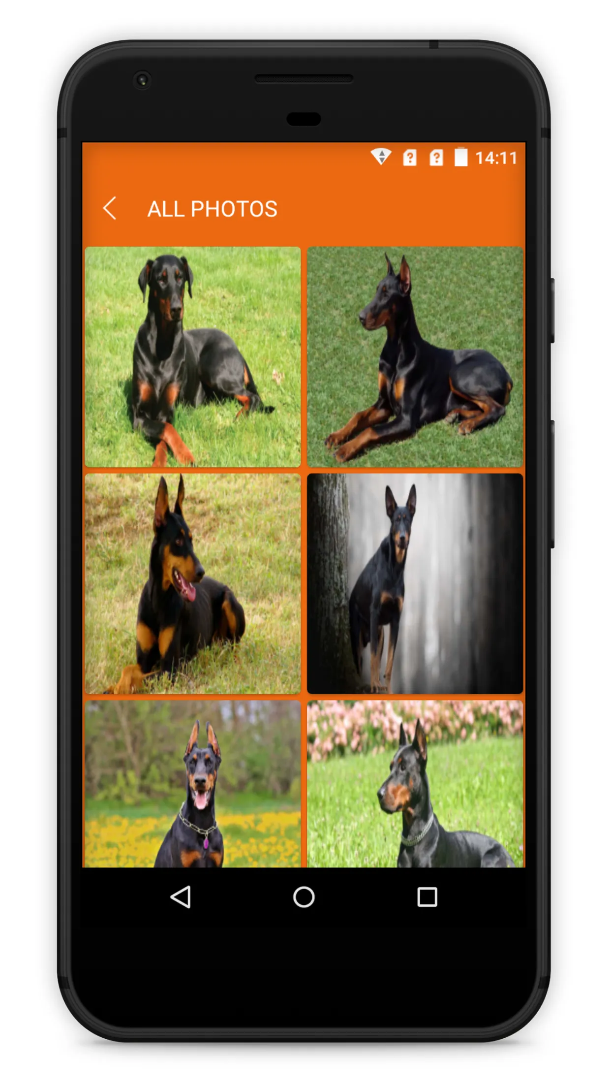 Doberman Dog Wallpaper HD | Indus Appstore | Screenshot