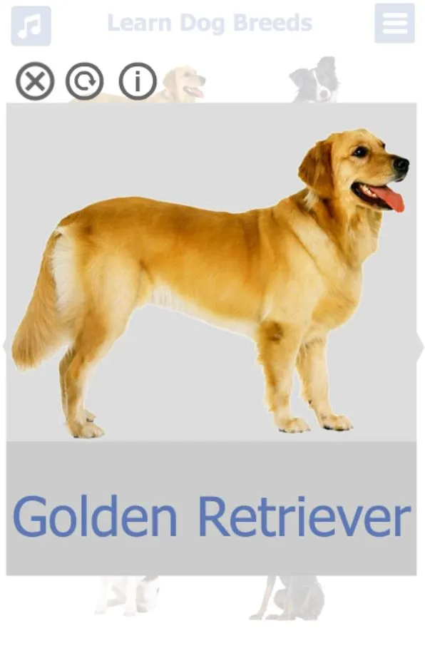 Dog Breeds | Golden Retriever  | Indus Appstore | Screenshot