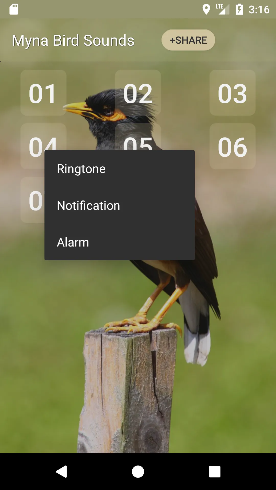 Myna Bird Sound Ringtones | Indus Appstore | Screenshot