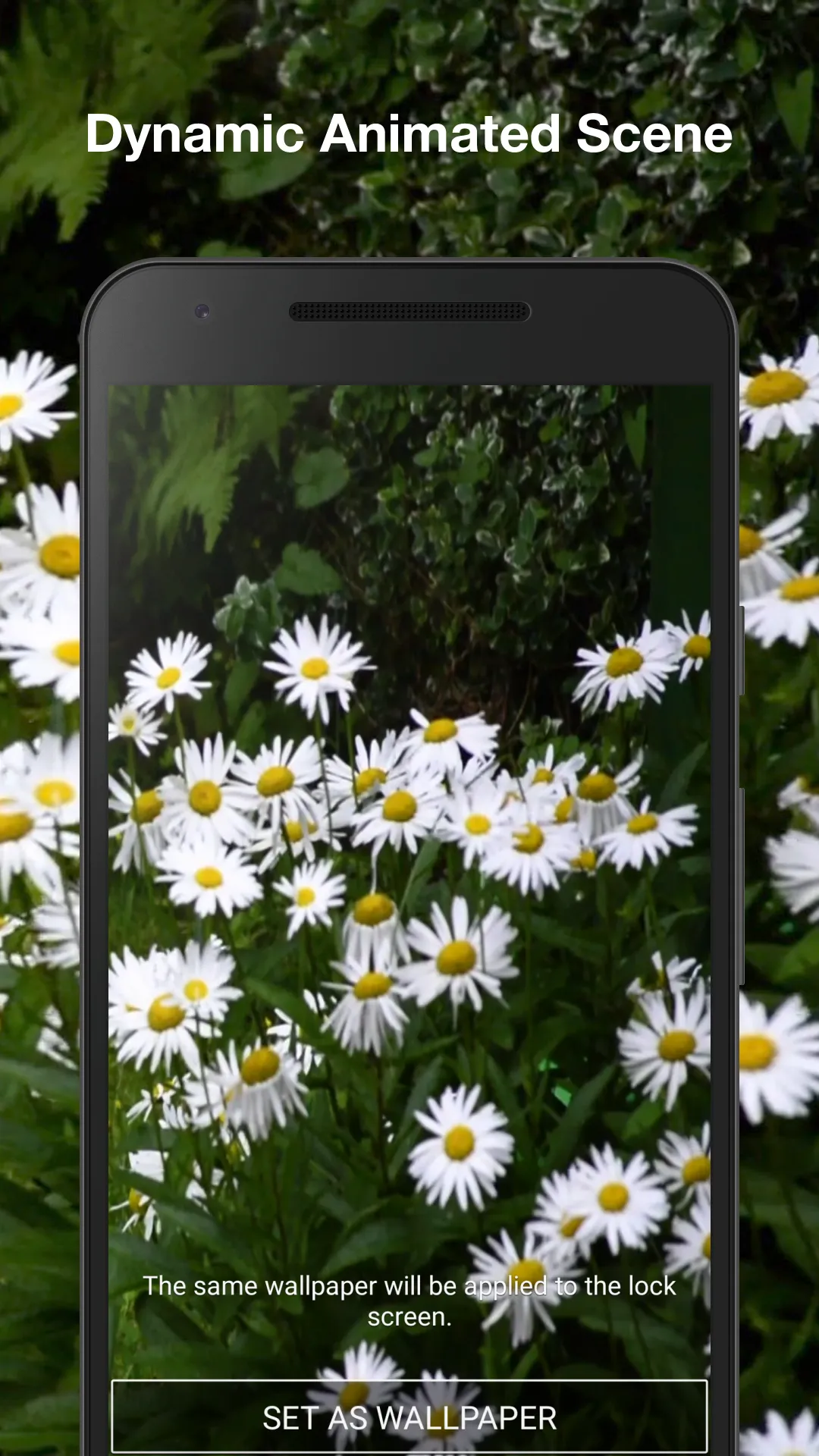 Daisies Live Wallpaper | Indus Appstore | Screenshot