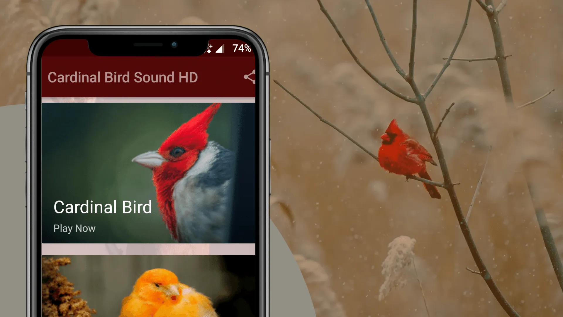 Cardinal Bird Sounds | Indus Appstore | Screenshot