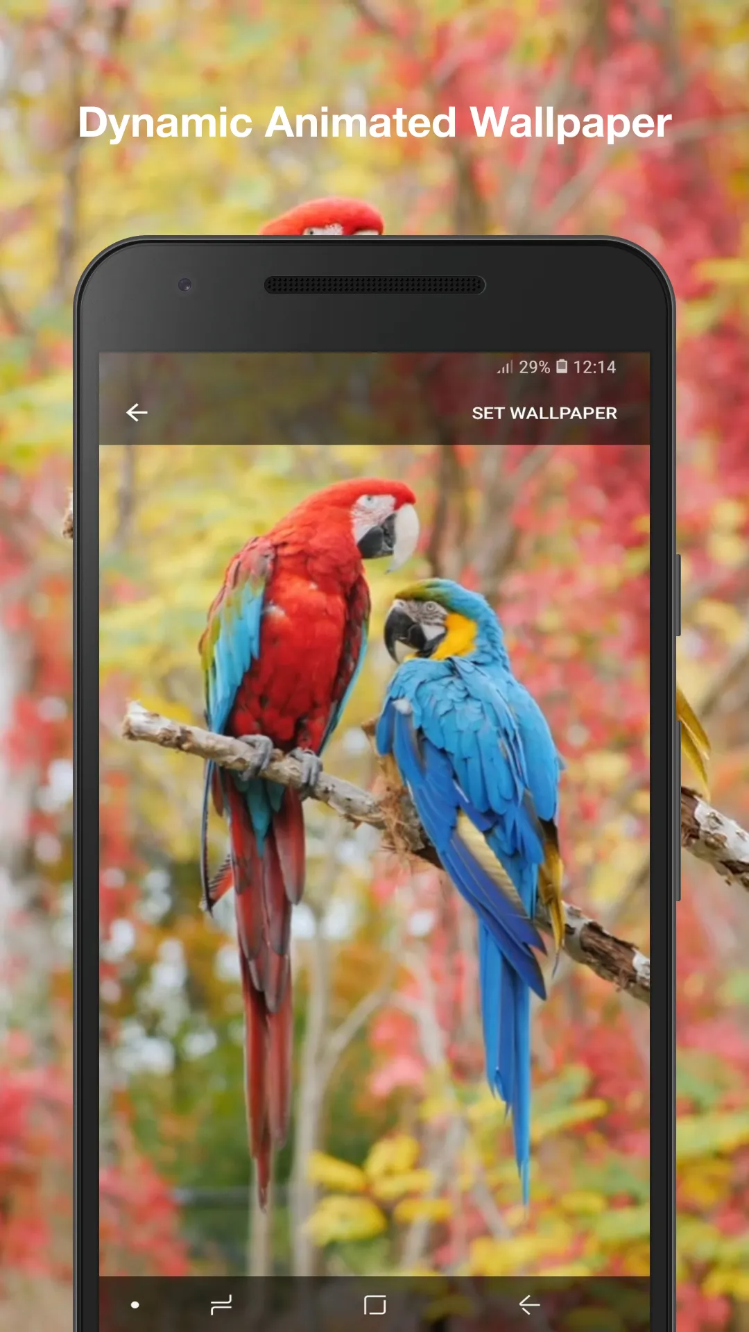 Beauty Birds Live Wallpaper | Indus Appstore | Screenshot