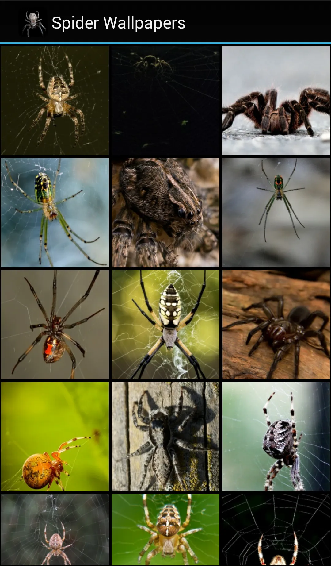 Spider Wallpapers | Indus Appstore | Screenshot