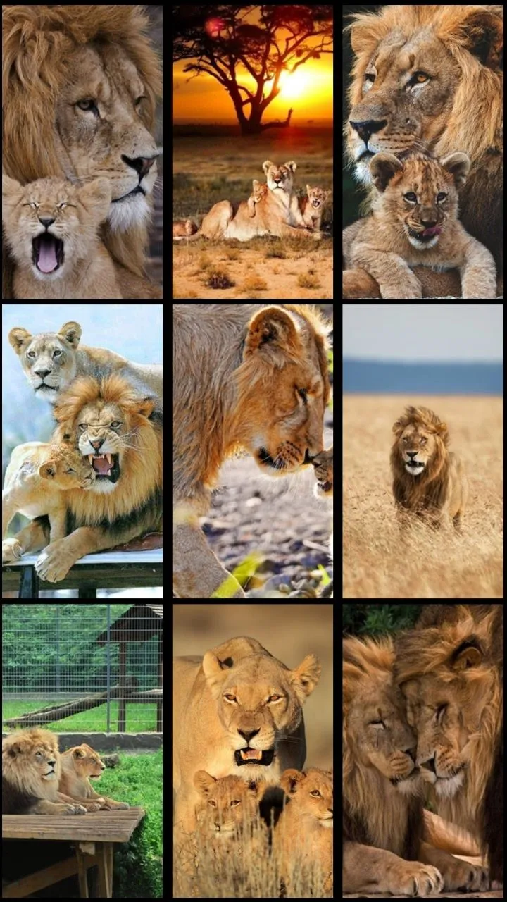 Lion Wallpaper | Indus Appstore | Screenshot