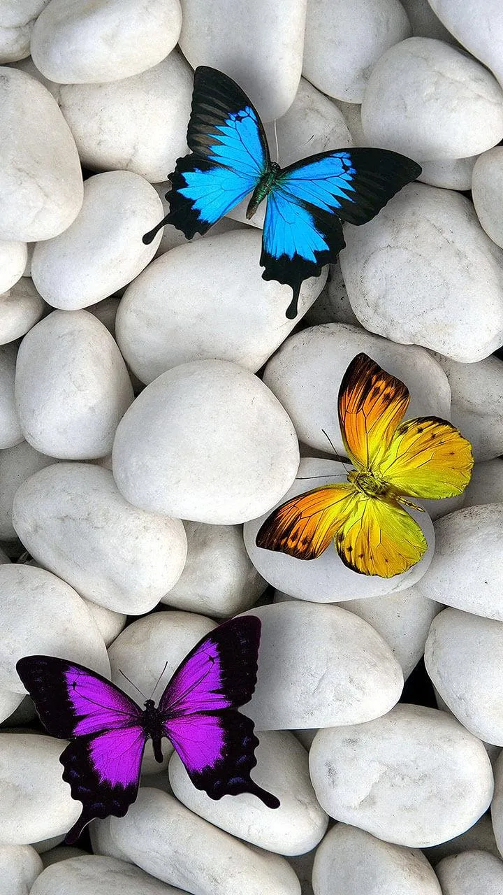 Butterfly Live Wallpaper | Indus Appstore | Screenshot