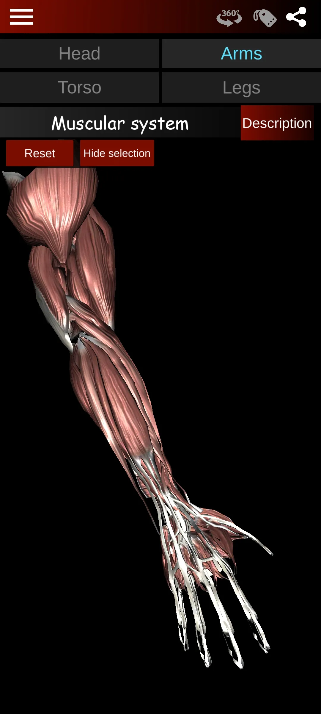 Muscular System 3D (anatomy) | Indus Appstore | Screenshot