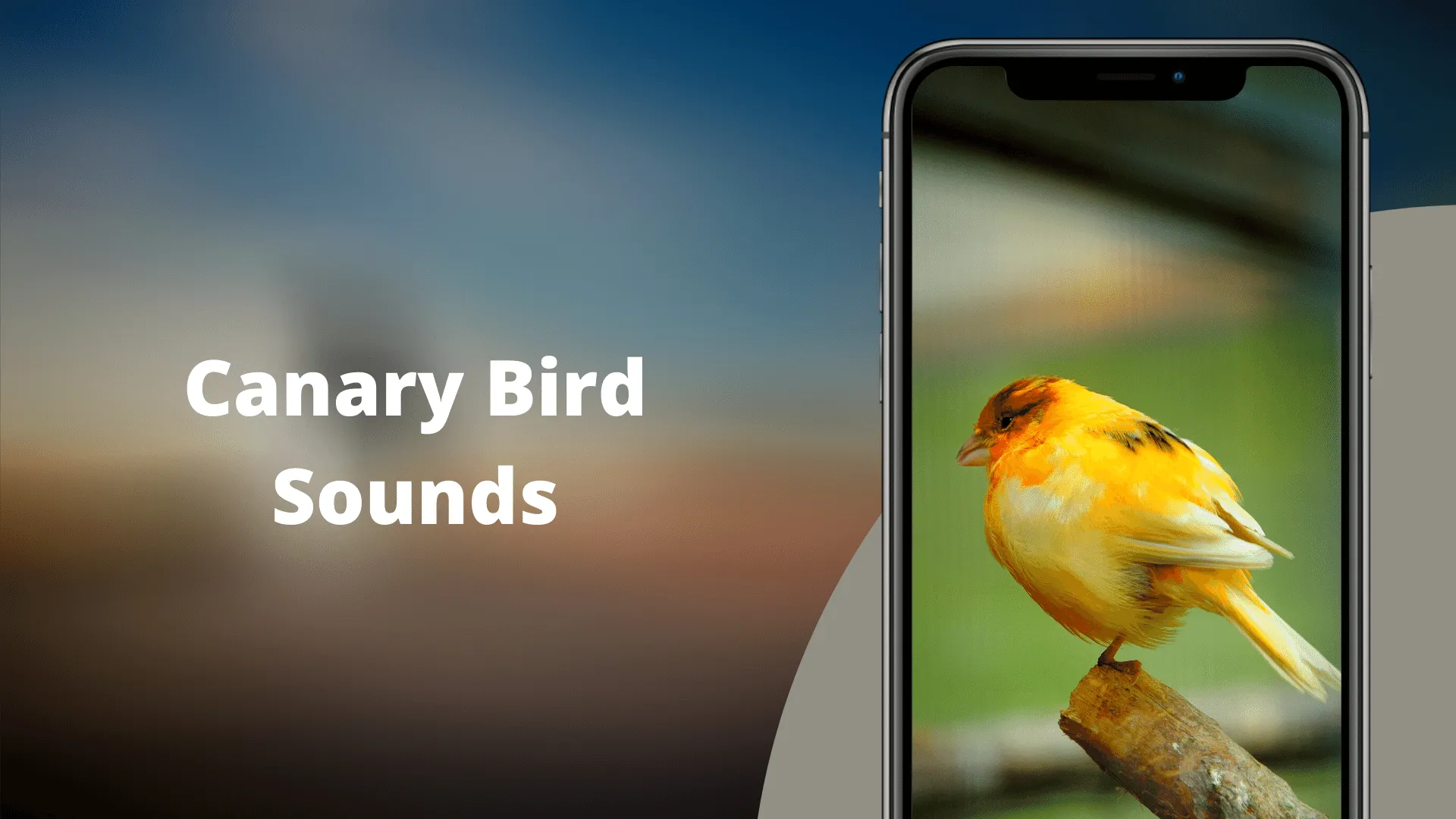 Canary Bird Sounds | Indus Appstore | Screenshot