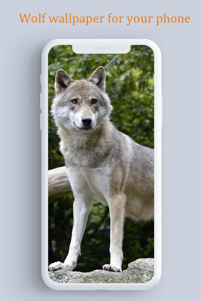 Wolf wallpaper | Indus Appstore | Screenshot