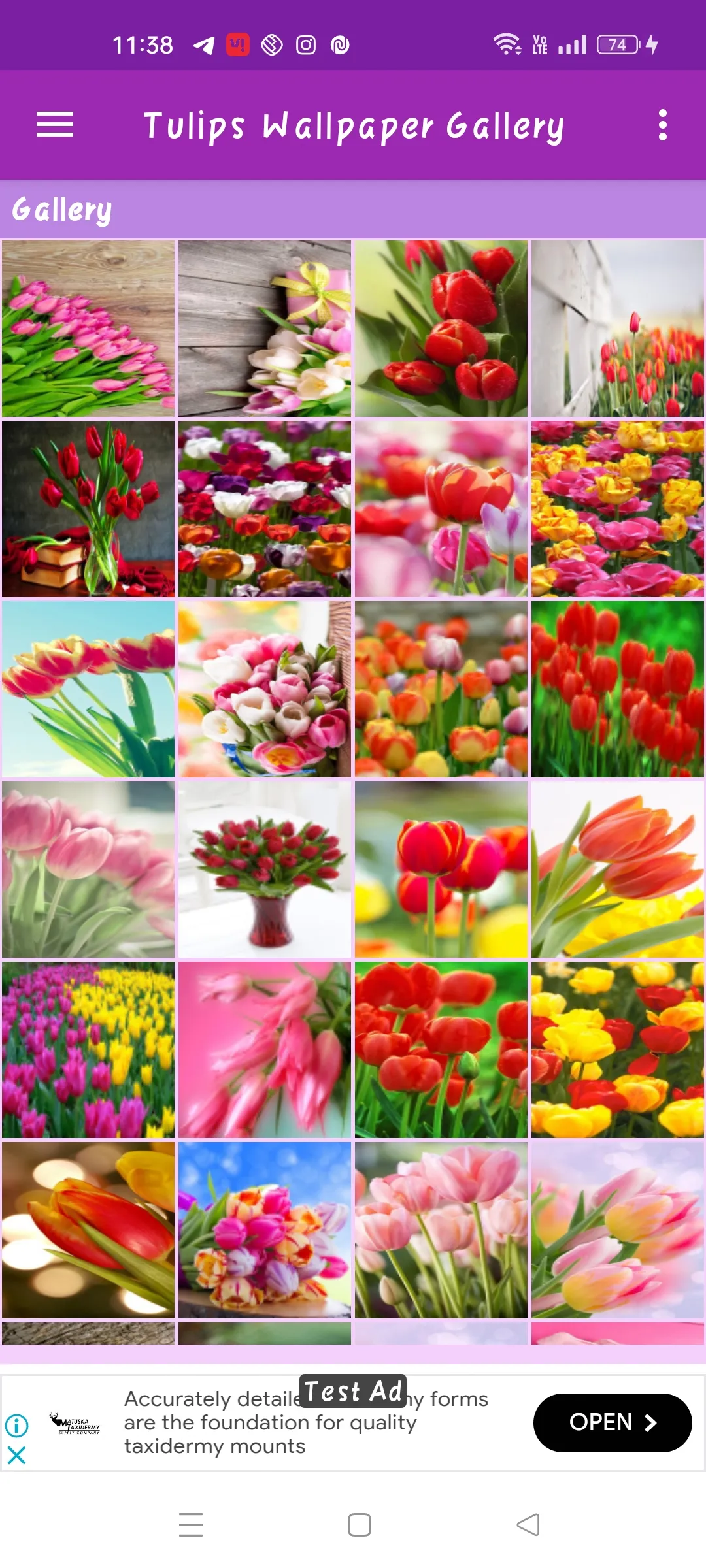 Tulips Wallpaper | Indus Appstore | Screenshot