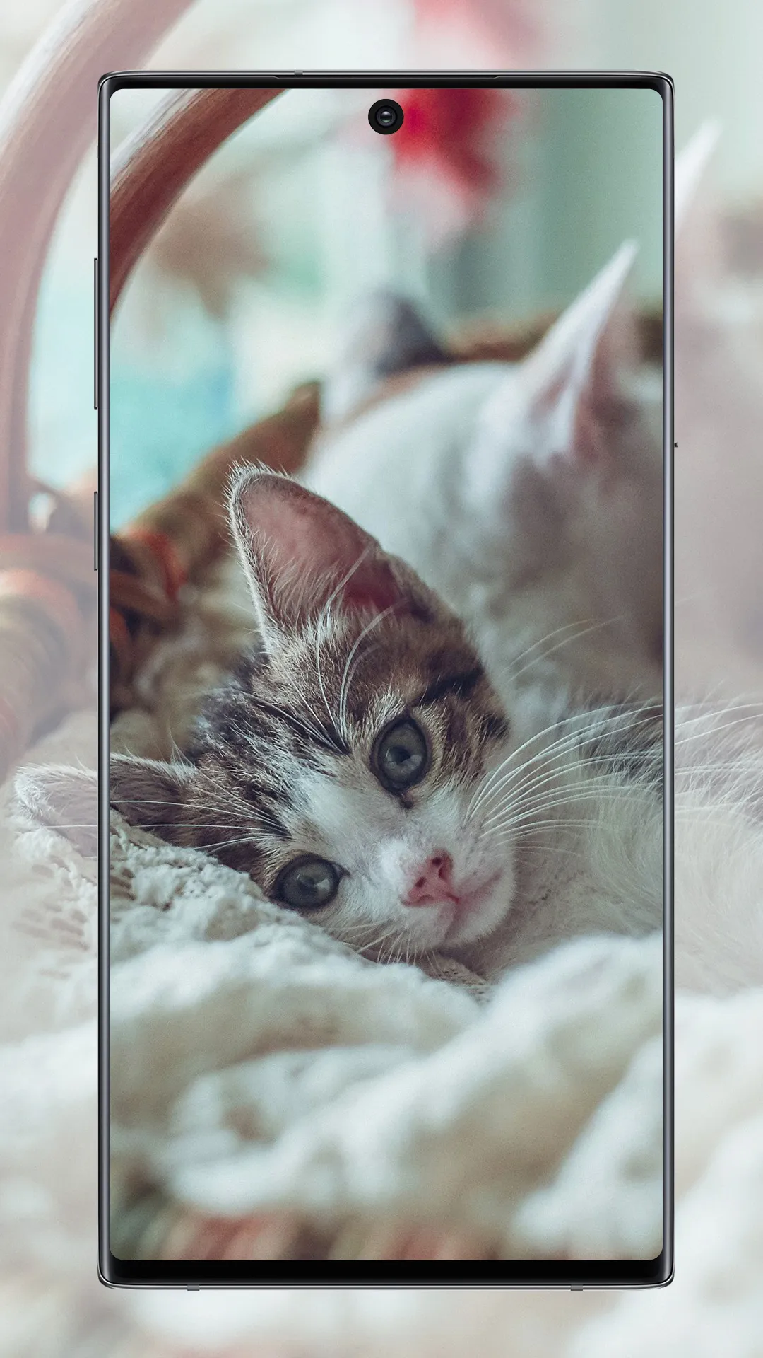 Cute Cat Wallpaper | Indus Appstore | Screenshot