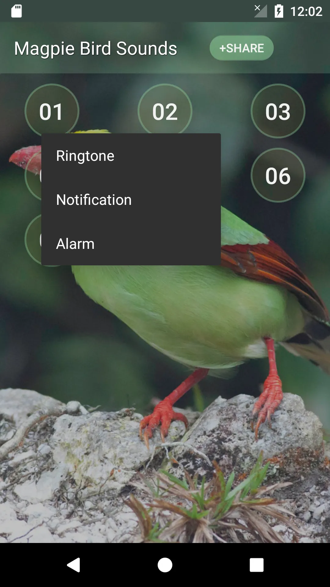 Magpie Bird Sounds | Indus Appstore | Screenshot