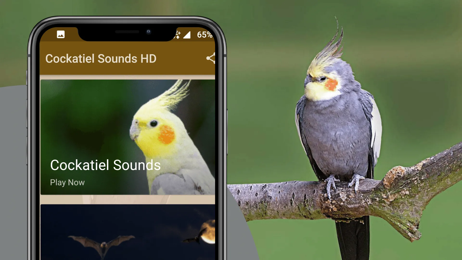 Cockatiel Sounds | Indus Appstore | Screenshot