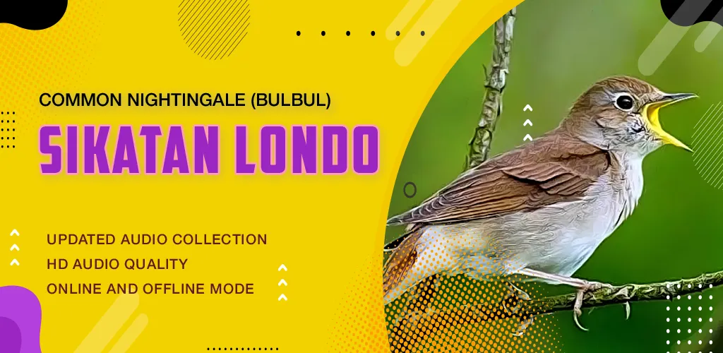 Kicau Burung: Sikatan Londo | Indus Appstore | Screenshot