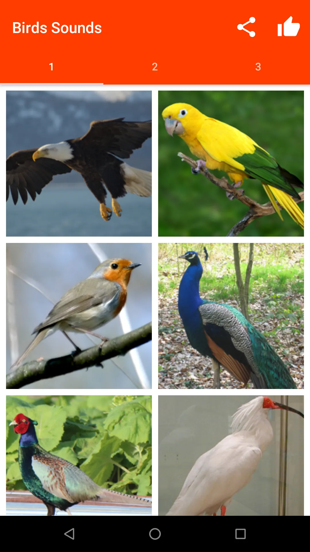 Birds Sounds for Bird | Indus Appstore | Screenshot