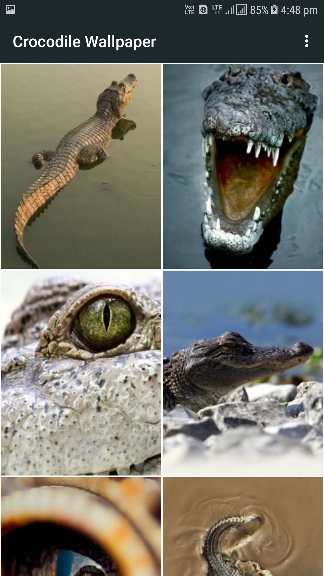 Crocodile Wallpapers | Indus Appstore | Screenshot