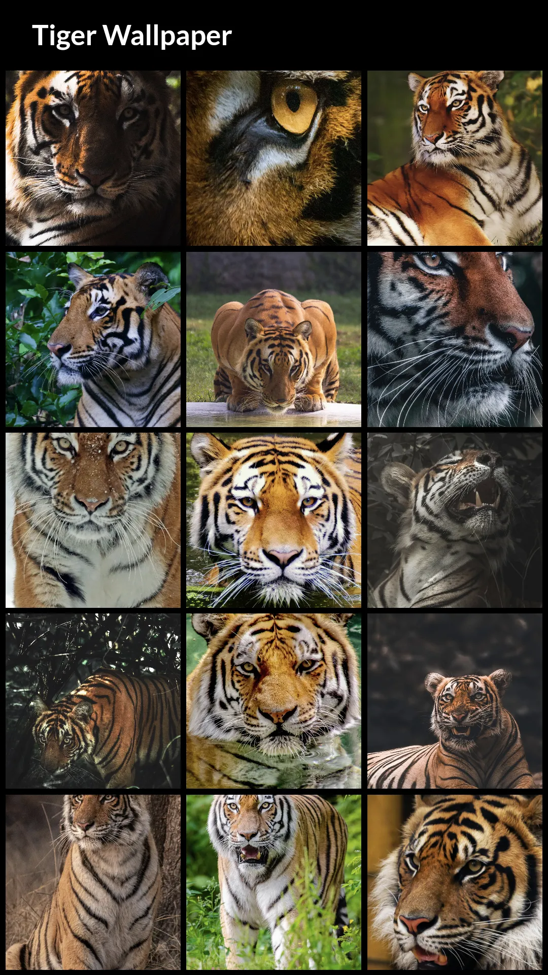 Tiger Wallpapers | Indus Appstore | Screenshot