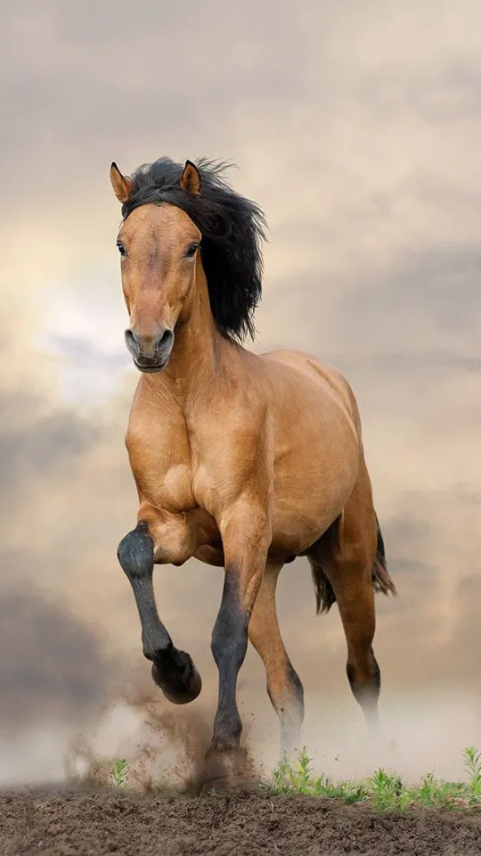 Horse Wallpapers | Indus Appstore | Screenshot