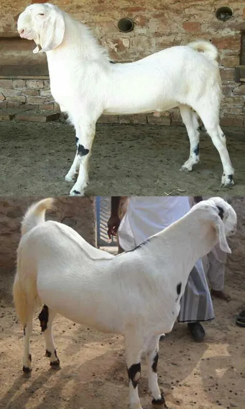 Goat Farming:Buy Sell Vaccine | Indus Appstore | Screenshot