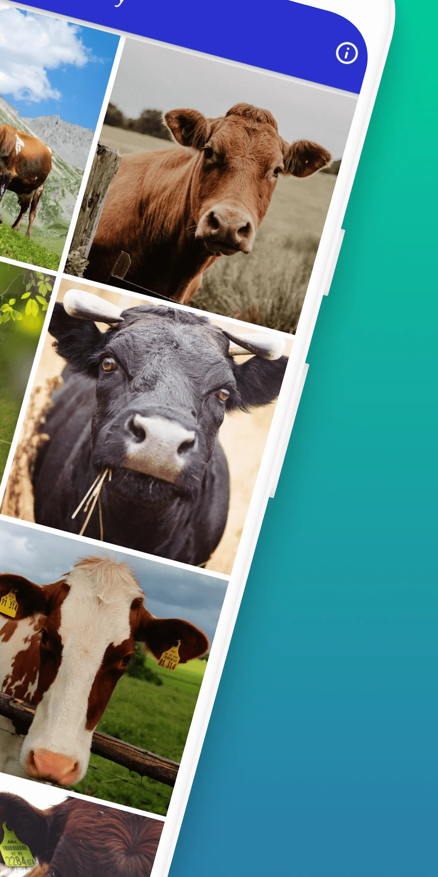 cow wallpaper | Indus Appstore | Screenshot