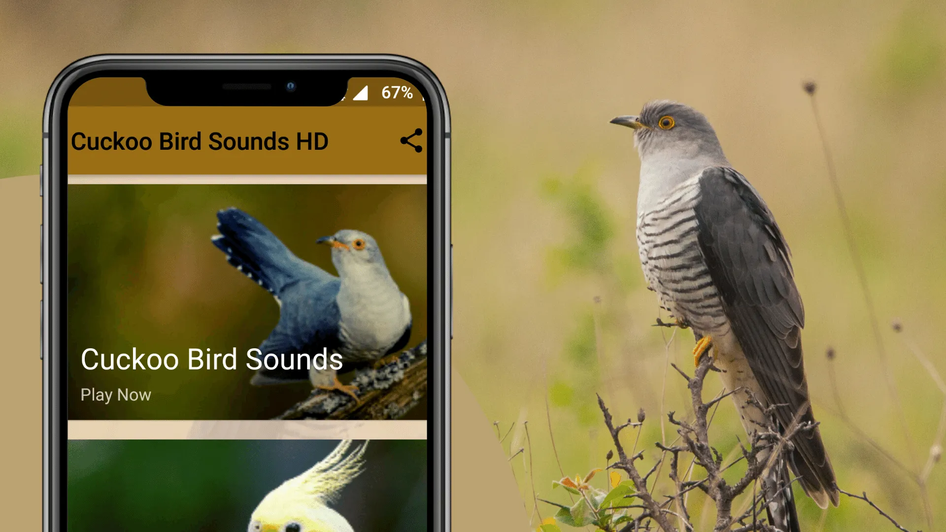 Cuckoo Bird Sounds | Indus Appstore | Screenshot