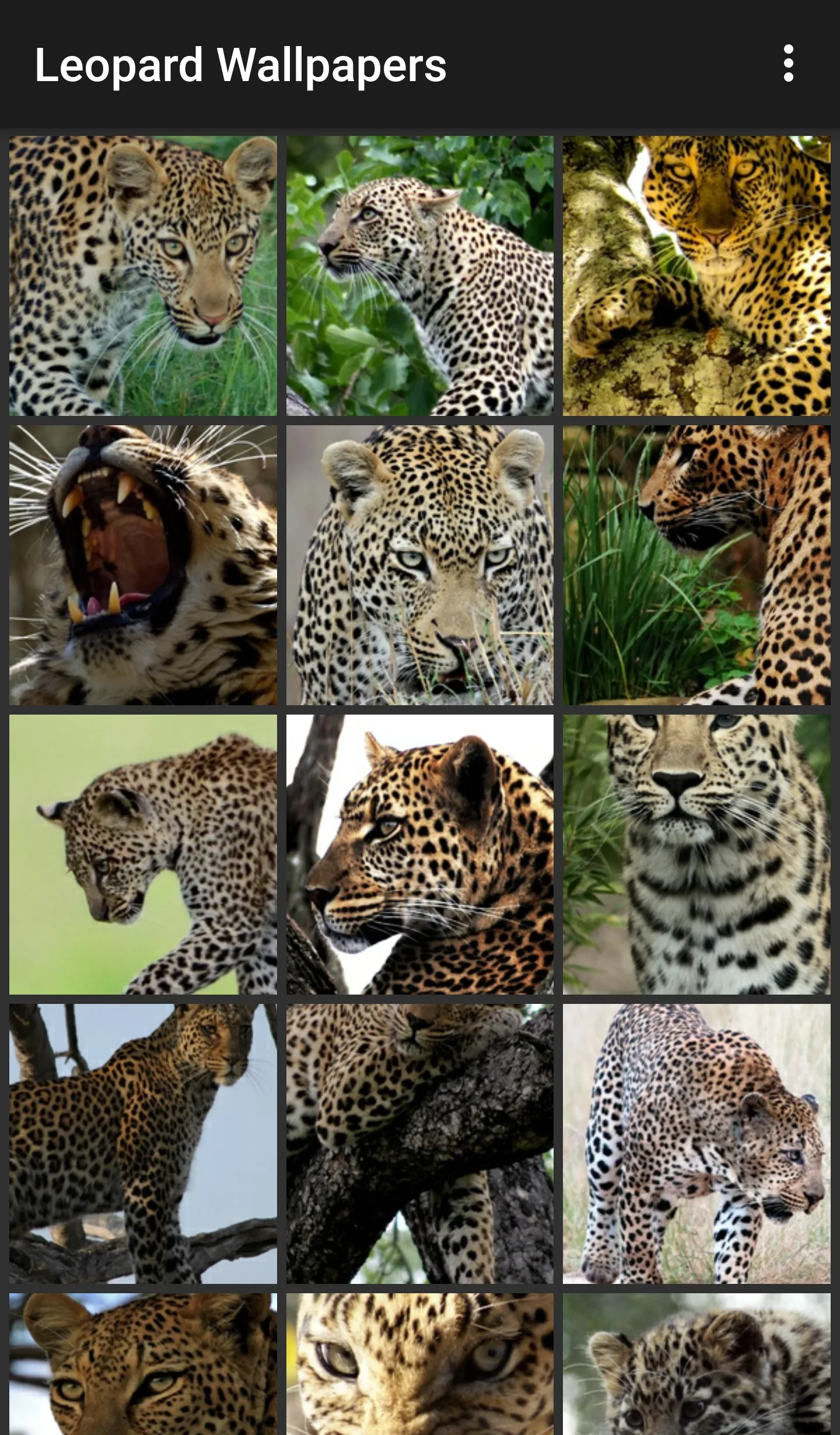 Leopard Wallpapers | Indus Appstore | Screenshot