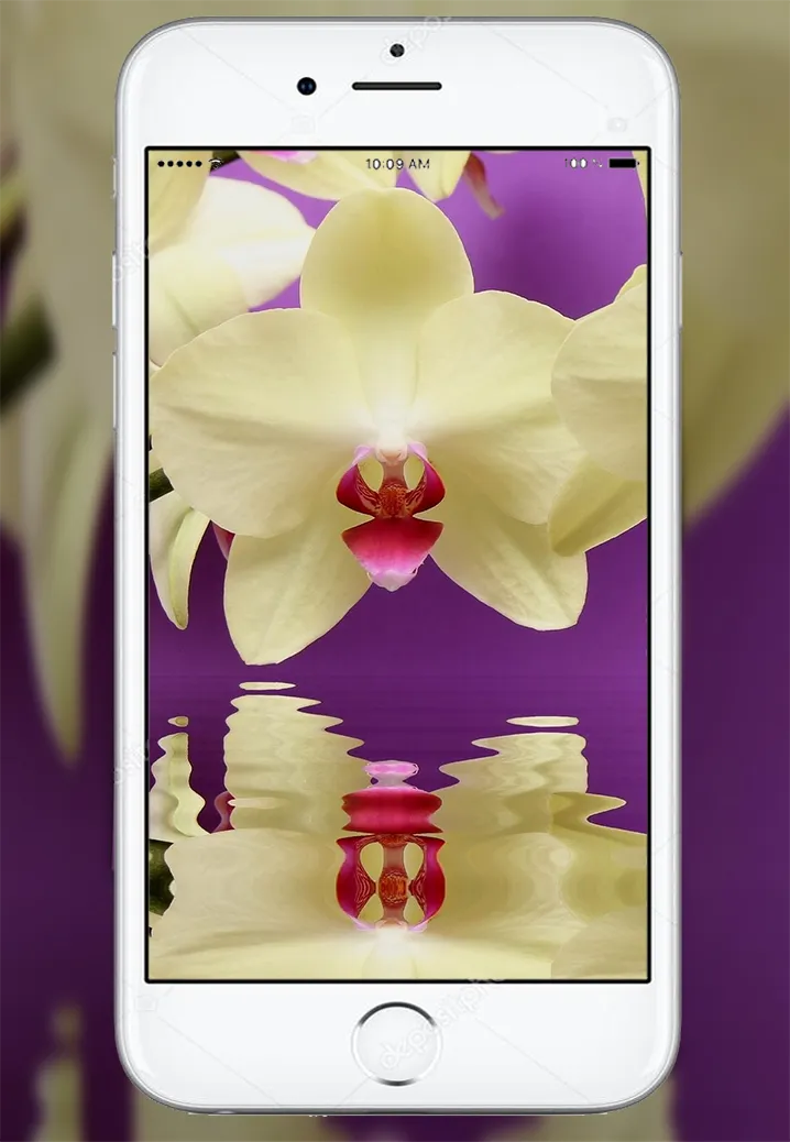 Orchid Flowers Wallpaper | Indus Appstore | Screenshot