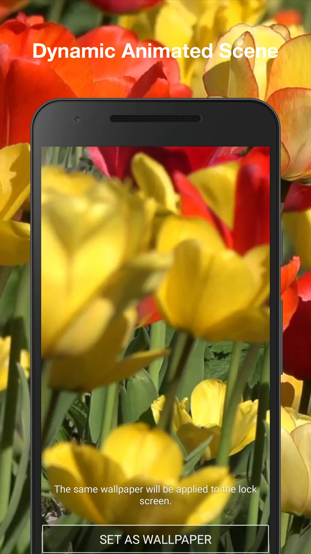 Tulips Live Wallpaper | Indus Appstore | Screenshot